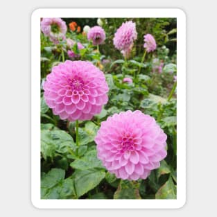 Two Pink Dahlias Sticker